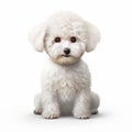 Digitally Enhanced 3d Bichon Frise: Distinctive Character Design With Refined Technique Royalty Free Stock Photo