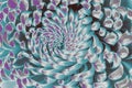 Digitally enhanced macro of chrysanthemum. Abstract floral spiral with turquoise and violet highlights, sharp pattern Royalty Free Stock Photo