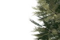 Digitally generated green fir tree