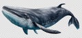 Blue Whale Isolated on Transparent Background - Generative AI Royalty Free Stock Photo