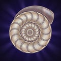 A digitally generated image depicting a spiral nautilus shell pattern Royalty Free Stock Photo