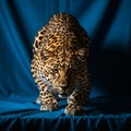 Image of a leopard Panthera pardus crouching on a blue fabric Royalty Free Stock Photo