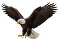 A digitally rendered image of a bald eagle (Haliaeetus Royalty Free Stock Photo