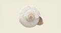 A digitally rendered image of a seashell, featuring a spiral pattern. The shell is Royalty Free Stock Photo