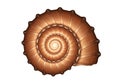 A digitally rendered spiral shell exhibits a logarithmic spiral pattern, resembling that of a Royalty Free Stock Photo