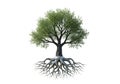 A digitally rendered tree with an extensive root system exposed beneath. The tree features a dark, Royalty Free Stock Photo