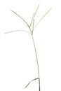 Digitaria sanguinalis isolated on white Royalty Free Stock Photo