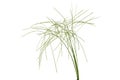 Digitaria sanguinalis isolated on white Royalty Free Stock Photo