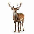 Dignified Deer With Majestic Antlers - Vray Tracing Art