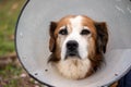 Dignified old dog wearing a cone collar Royalty Free Stock Photo