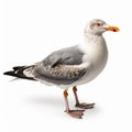 Dignified Seagull: Hyper-realistic Photography On White Background