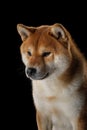 A dignified Shiba Inu dog presents a profile view against a black backdrop