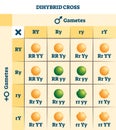 Dihybrid cross vector illustration. Labeled educational genetic table scheme