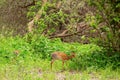 Dik dik antelope in Tarangire National Park, Tanzania