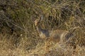 DIK DIK DE KIRK madoqua kirkii