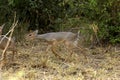 DIK DIK DE KIRK madoqua kirkii