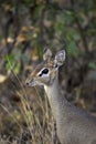 DIK DIK DE KIRK madoqua kirkii