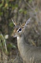 DIK DIK DE KIRK madoqua kirkii