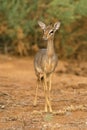 Dik-Dik