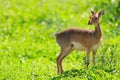 Dik dik