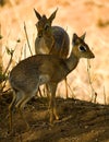 Dik-dik