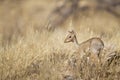 Dik-dik