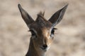 Dik-Dik Royalty Free Stock Photo