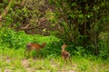 Dik dik antelope in Tarangire National Park, Tanzania