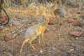 A Dik-dik antelope in the Waterberg National Park in Namibia, Africa.