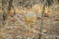 A Dik dik antelope in the Waterberg Plateau National Park, Namibia.