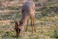 Dik dik grazing in Waterberg National Park, Namibia