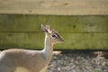Dik-dik looking out Royalty Free Stock Photo
