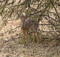 Little dik-dik