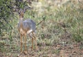 Little dik-dik