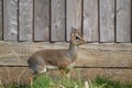 Dik dik in the sun Royalty Free Stock Photo
