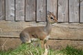 Dik dik in the sun Royalty Free Stock Photo