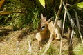 Dik dik looking out at the world Royalty Free Stock Photo