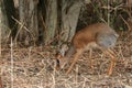 Dikdik Royalty Free Stock Photo