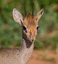 Dikdik antelope in Samburu, Kenya. Royalty Free Stock Photo