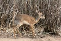 Dikdik portrait Royalty Free Stock Photo