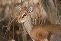 Dikdik portrait Royalty Free Stock Photo