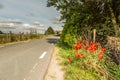 Flowering poppies in contrast with paved road