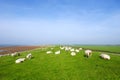 with sheep at Dutch Ameland