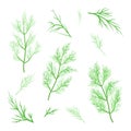 Vector twigs of fresh dill.