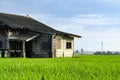 Dilapidated abandon wooden house surrounding paddy field Royalty Free Stock Photo