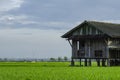 Dilapidated abandon wooden house surrounding paddy field Royalty Free Stock Photo