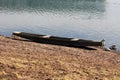 Dilapidated old wooden river boat made from wooden boards left on dry grass covered river bank Royalty Free Stock Photo