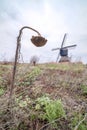 A dilapidated sunflower and a windmill