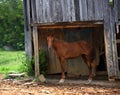 Barn Shelters Chestnut Colored Horse