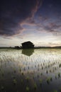 Dilapidated wooden house in the middle of paddy field over beautiful sunrise background. Royalty Free Stock Photo